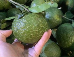 Bảo Vệ Chuyên Nghiệp 2